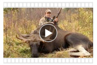 видео охоты на лося