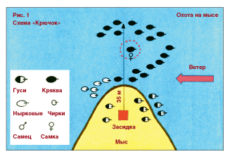 Схема размещения чучел уток Крючок