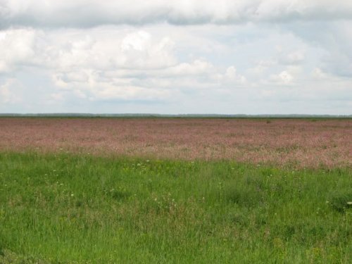 Красота