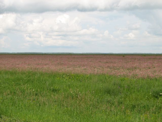 Красота
