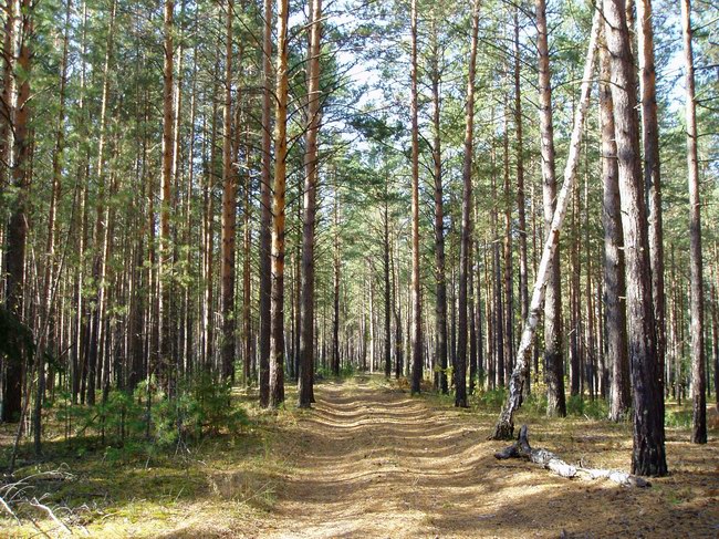 в лесу....