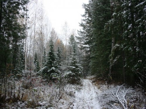 Первый снег в тайге