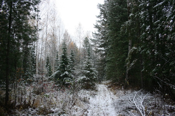 Первый снег в тайге