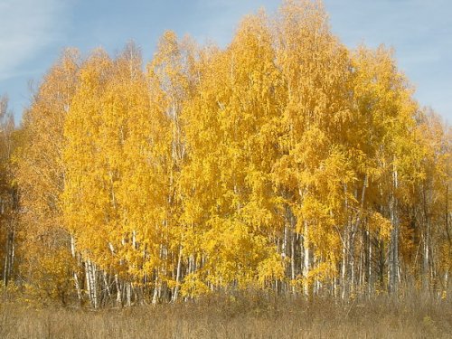 Золотая осень