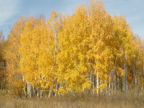 Золотая осень