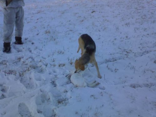А мы вчера зайцев душили - душили...