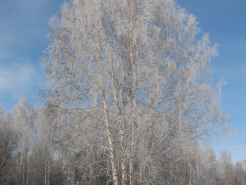 Утро туманное. Тогучинский р-н, 03.11.2007г.
