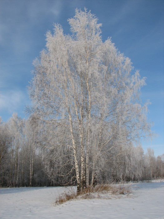 Утро туманное. Тогучинский р-н, 03.11.2007г.