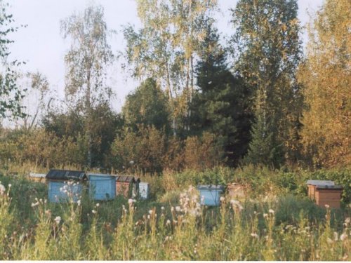 Таёжная пасека