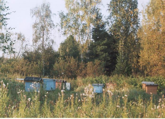 Таёжная пасека