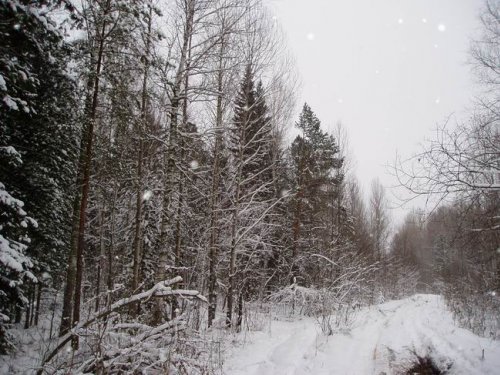 В лесу...