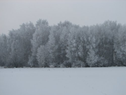 Серебрянный лес