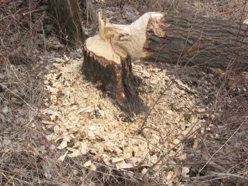 Вот работают бобры