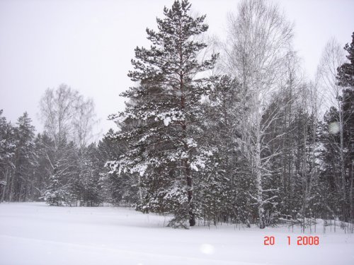 Сосна