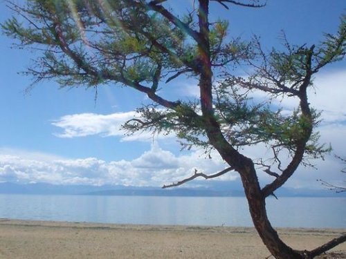 Дерево