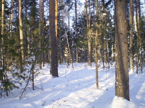 Январский пейзаж