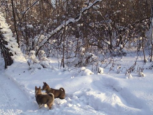 Прогулка в Бугринской роще Скиф и Тайга