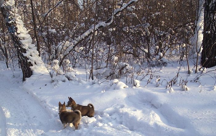 Прогулка в Бугринской роще Скиф и Тайга