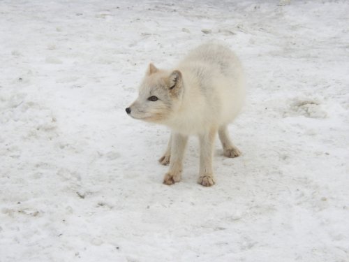 Песец