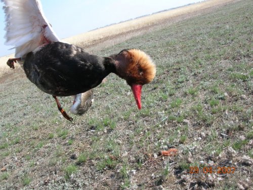 Крутое пике!