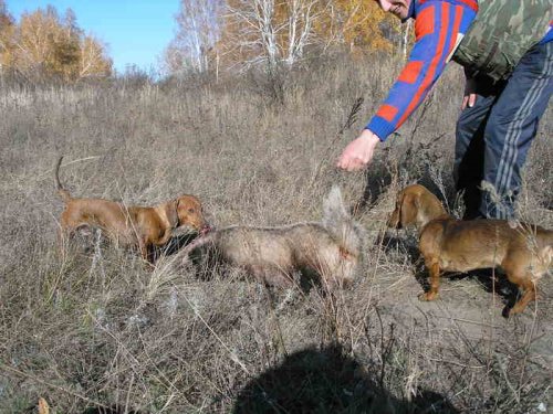 барсук НСО Краснозерское