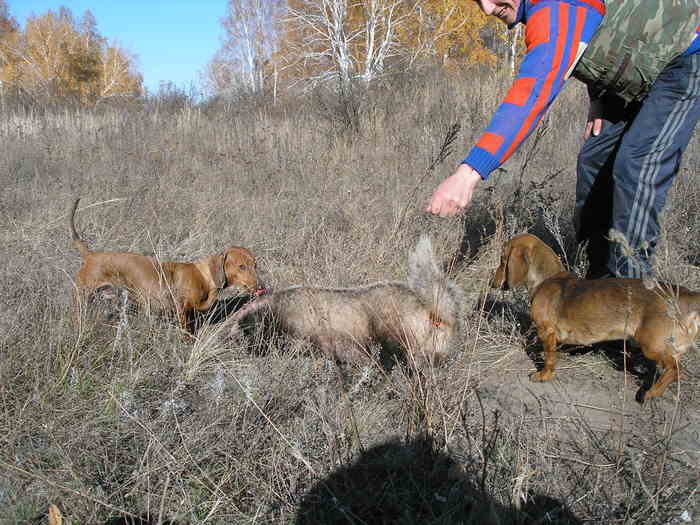 барсук НСО Краснозерское