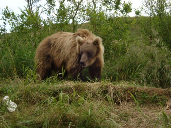 Опять пустую тару по лесу раскидали! Вот ведь засранцы! Сколько лет живу, столько и удивляюсь. Похоже на удивление? 