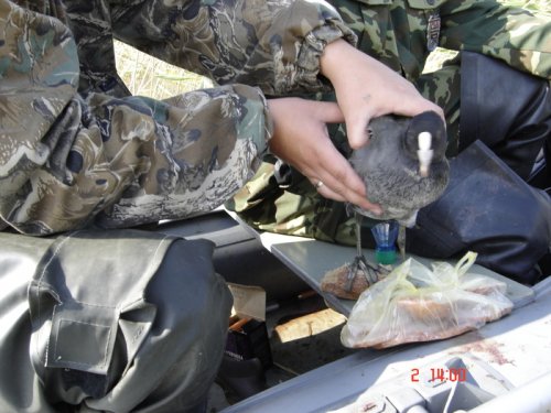 ПОЙМАЛИ РУКАМИ спала в кустах