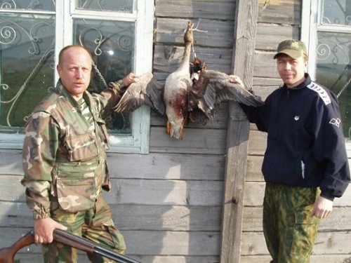Гусь