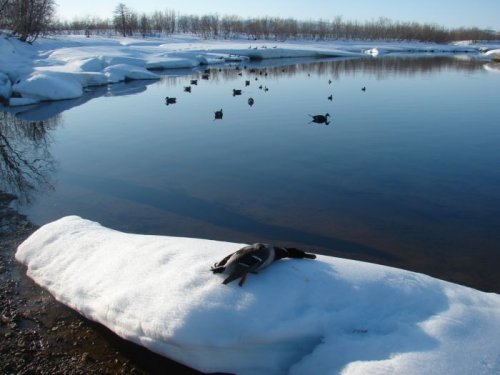 Вот он, первый крякаш. Утка вся, конкретно, местная, они и не улетали за кордон. Прилетной катастрофически мало.