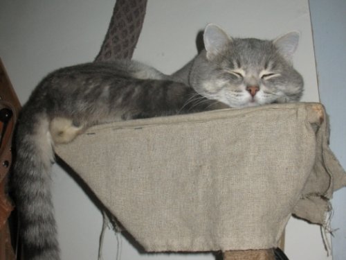 Охотничий кот Ануй. Нашли котенка в 2005г. в поле на берегу одноименной речки.