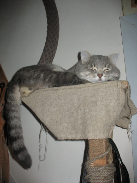 Охотничий кот Ануй. Нашли котенка в 2005г. в поле на берегу одноименной речки.