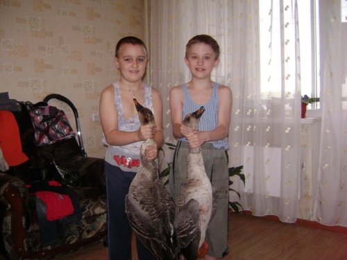 Жили у бабуси два веселых .......