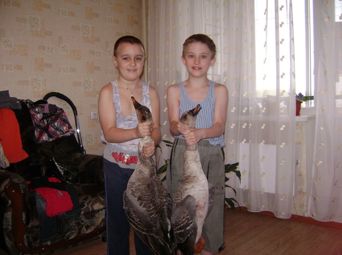 Жили у бабуси два веселых .......