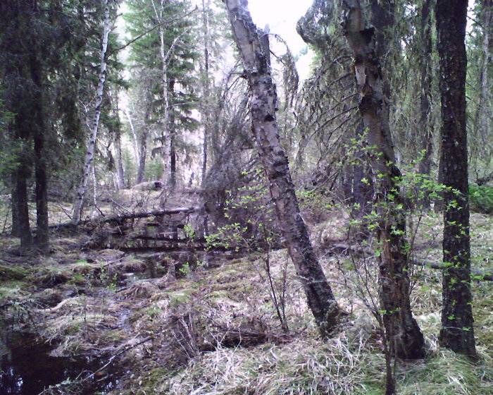 алтай