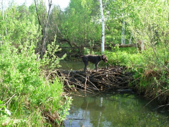 На плотине