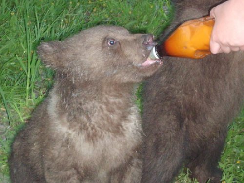 Мишки Гамми