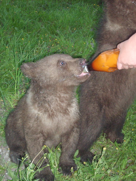 Мишки Гамми