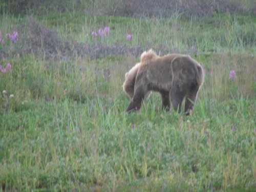 Прощай, косолапенький.
