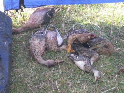 Сквозь заросли густого камыша
по топким болотистым местам
внимание не обращая на тучи комаров
я утку обязательно найду
нашел ура
она пошла на взлет
щелчок, затем выстрел
ну вот первая моя
открыт охотничий сезон

