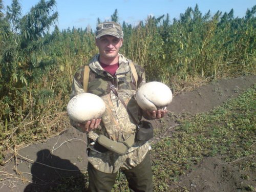 Вот такие тут грибы растут