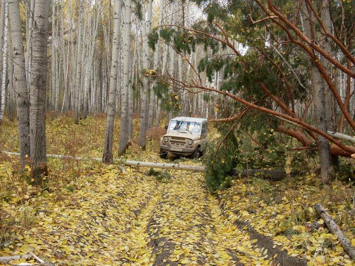 осенний "снег".... 