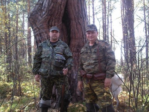 Столетняя сосна