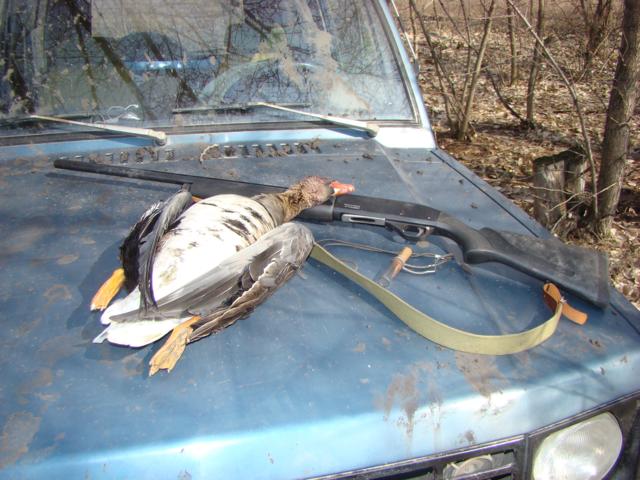 Весна 2008: Белолобая казарка