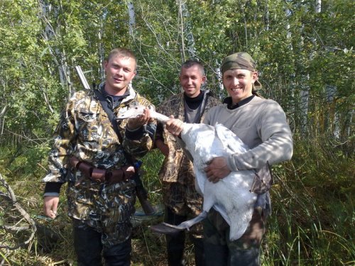 Без единого выстрела. Лебедя поймали в ЛЕСУ. Несколько снимков и он на свободе.