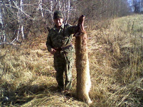 Длина шкуры 1,5 метра