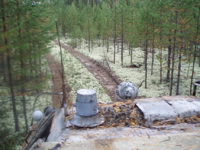 Попали в сказку (беломошник).