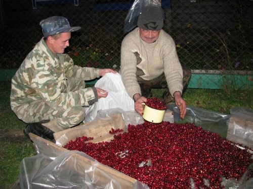 Клюква...