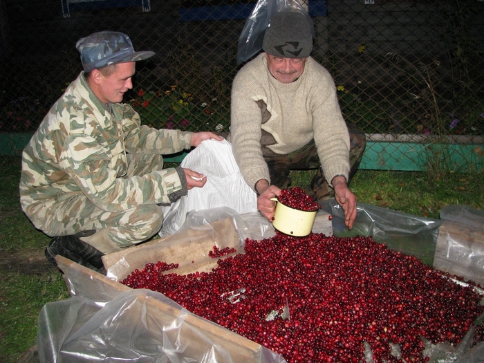 Клюква...