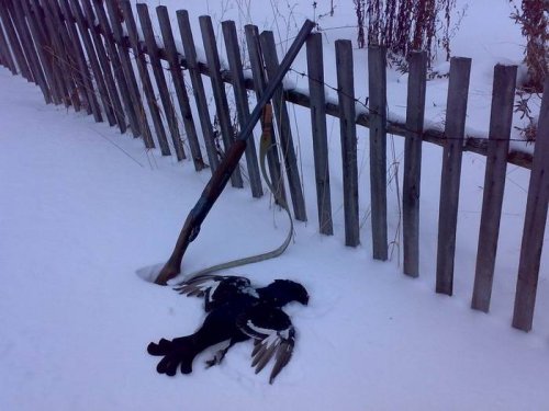 Удачный был выстрел!
